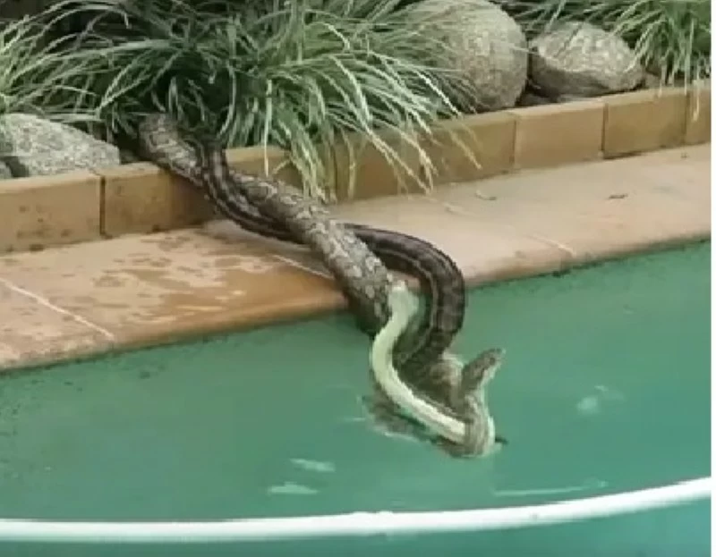 صداقات غير متوقعة بين الثعابين.. اكتشف روابطها الاجتماعية المدهشة