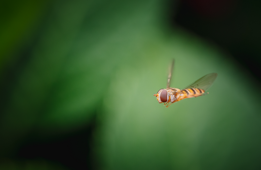 “صمت غامض” للحشرات يهدد مستقبل الإنسان