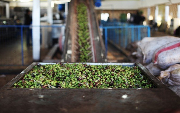 متخصصون: تراجع إنتاج زيت الزيتون في 2025 يستدعي إعداد خطة استباقية للموسم المقبل متخصصون: تراجع إنتاج زيت الزيتون في 2025 يستدعي إعداد خطة استباقية للموسم المقبل