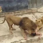 لحظات رعب.. أسد يهاجم طفلة في حديقة صينية