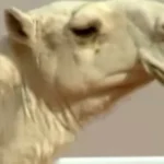 20 ناقة تتزين بالفيلر والبوتوكس وعمليات التجميل في عمان