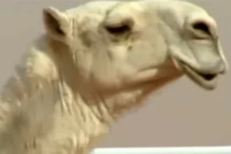 20 ناقة تتزين بالفيلر والبوتوكس وعمليات التجميل في عمان