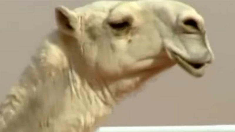 20 ناقة تتزين بالفيلر والبوتوكس وعمليات التجميل في عمان