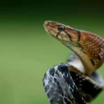 كيف أثار ثعبان ضخم الرعب في مطار هندي؟