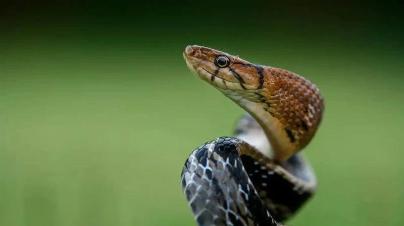 كيف أثار ثعبان ضخم الرعب في مطار هندي؟