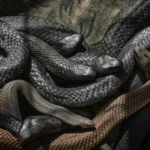 العثور على ثعابين تعيش داخل مكيف «غرفة النوم»