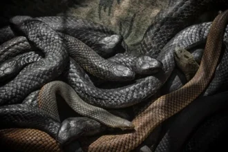 العثور على ثعابين تعيش داخل مكيف «غرفة النوم»