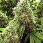 مصري يزرع الحشيش فوق منزله ويُصدّره لدول عربية بالبريد