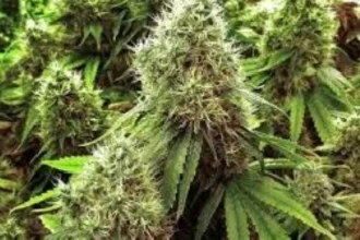 مصري يزرع الحشيش فوق منزله ويُصدّره لدول عربية بالبريد