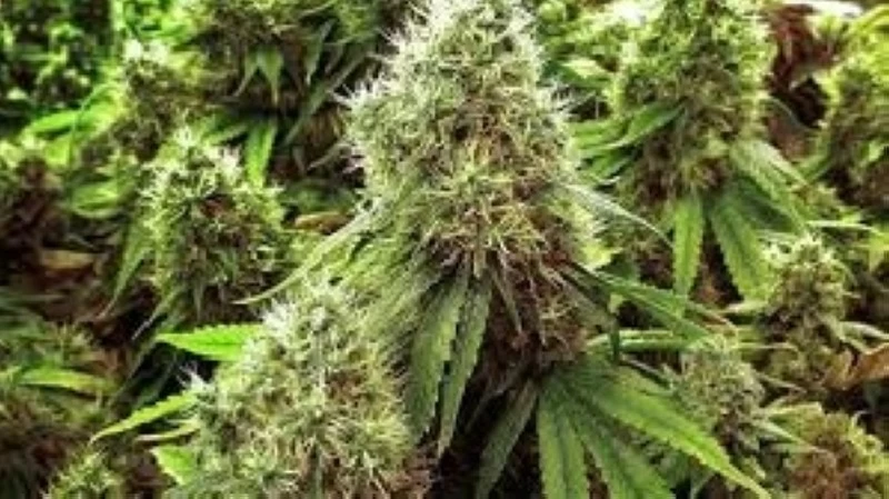 مصري يزرع الحشيش فوق منزله ويُصدّره لدول عربية بالبريد