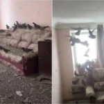 3 سنوات من الغياب تُحوّل شقة روسي إلى مملكة للحمام