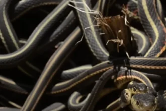 100 ألف ثعبان يتجمعون في مكان واحد!