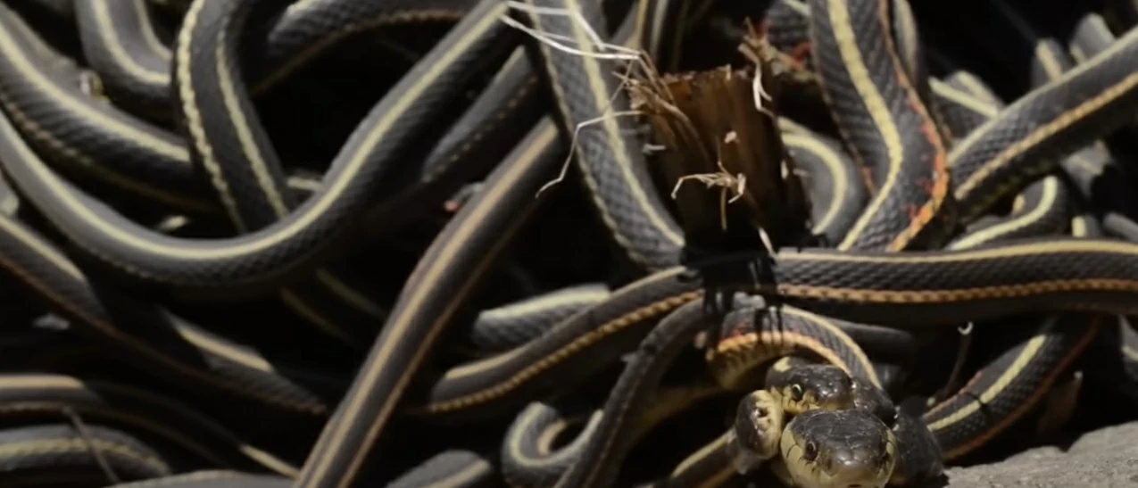 100 ألف ثعبان يتجمعون في مكان واحد!