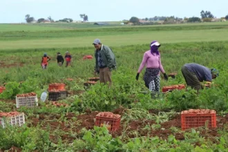 مصرع وإصابة 14 مزارعاً في المغرب