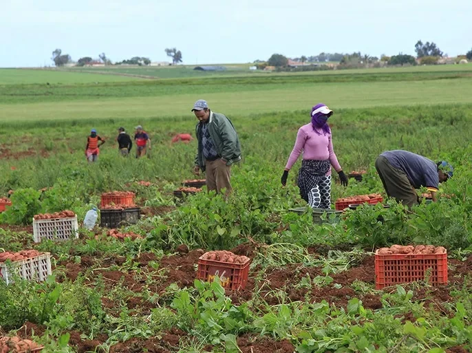 مصرع وإصابة 14 مزارعاً في المغرب