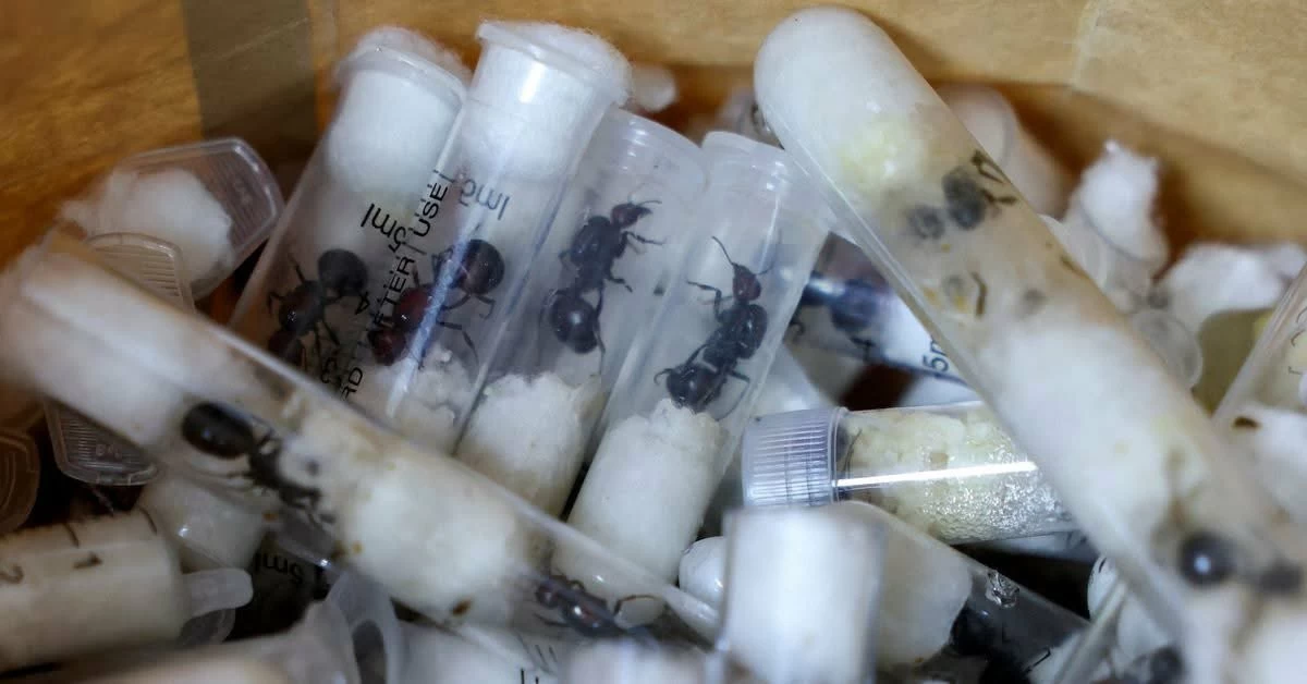 داخل ورق تواليت.. كينيا تحبط عملية تهريب غريبة ينفذها صينيون