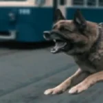 بعد «معاكسة» امرأة.. كلب يفجّر مشاجرة ويُسقط 11 شخصاً في مصر