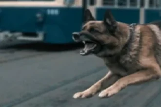 بعد «معاكسة» امرأة.. كلب يفجّر مشاجرة ويُسقط 11 شخصاً في مصر