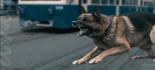 بعد «معاكسة» امرأة.. كلب يفجّر مشاجرة ويُسقط 11 شخصاً في مصر