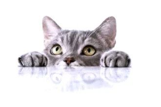 دراسة تكشف رابطاً جينياً بين السرطان لدى البشر والقطط