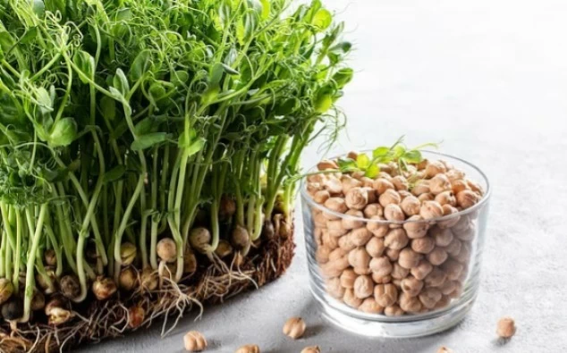 هل الحمص صديق القلب أم عدو الرجيم؟