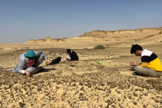 مصر: اكتشاف نوع جديد من أسلاف القردة العليا يعيد رسم خريطة تطورها