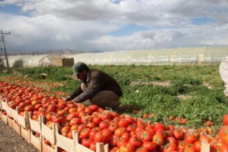 وزارة الزراعة: تعليق تصدير محصول البندورة