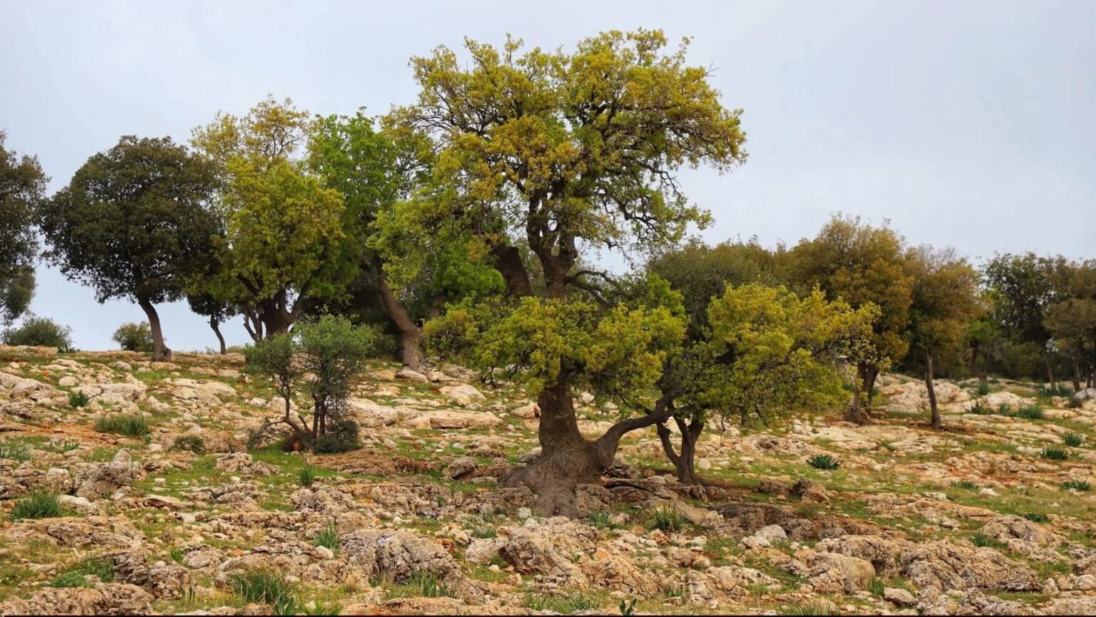 شجرة الملّول في عجلون .. ركيزة التنوع الحيوي وإرث بيئي متجدد