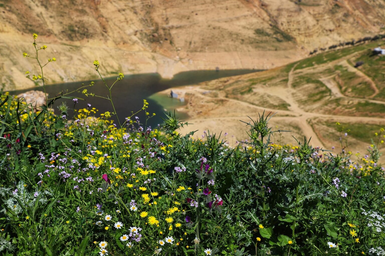 الأمطار تعزز التنوع الحيوي والغطاء النباتي في عجلون