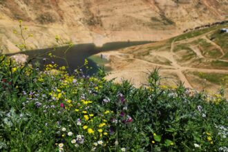 الأمطار تعزز التنوع الحيوي والغطاء النباتي في عجلون