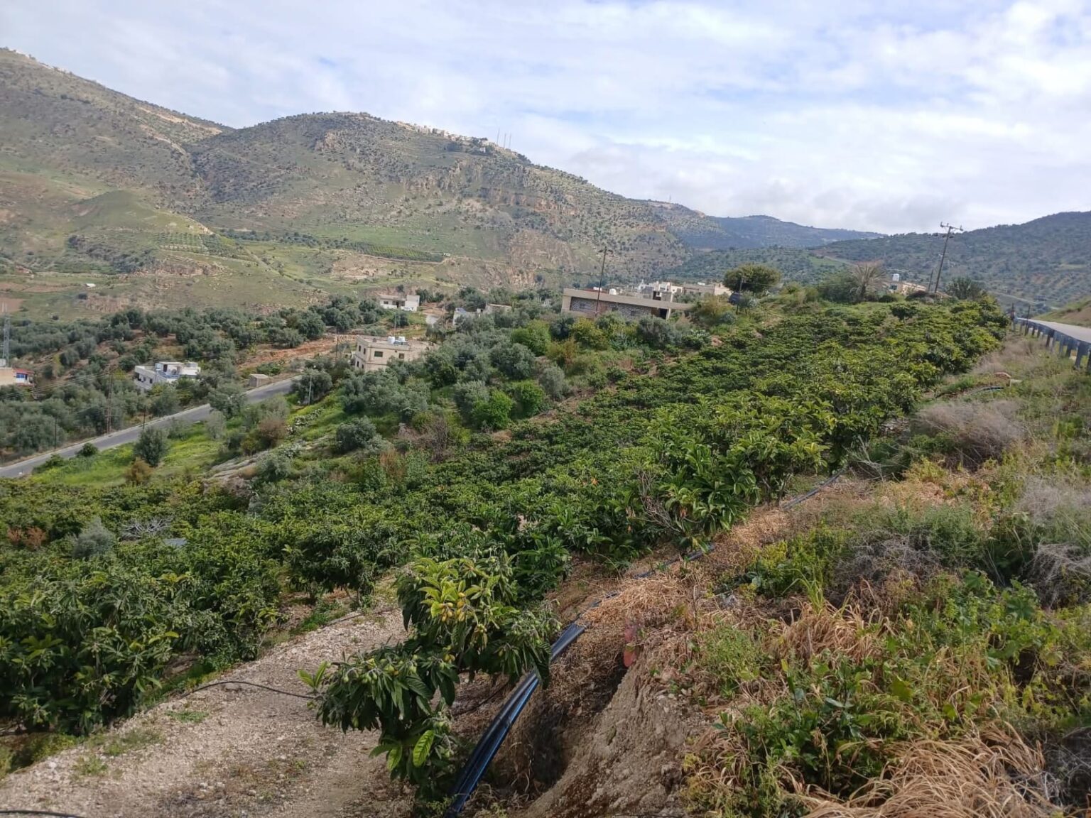 مشروع راجب الزراعي يعزز التنمية المستدامة في عجلون