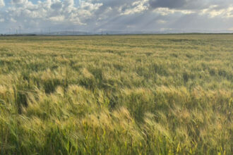 اربد: الهطولات المطرية تسهم في دعم المحاصيل الحقلية