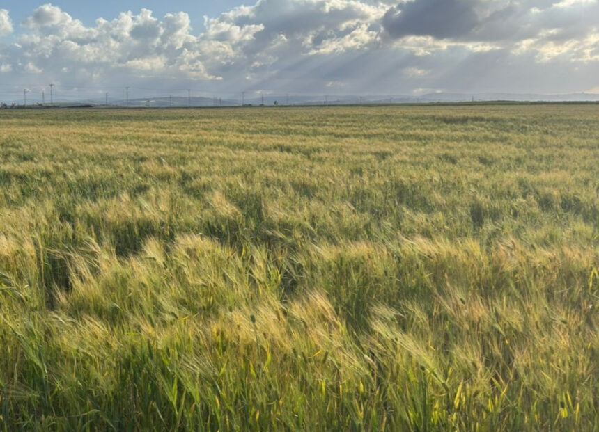 اربد: الهطولات المطرية تسهم في دعم المحاصيل الحقلية