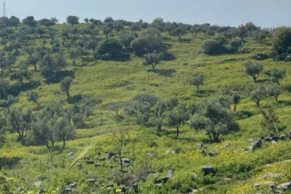 زراعة لواء المزار الشمالي: كمية الهطول المطري وتوزيعه الزمني والجغرافي يدعم القطاع