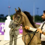 340 جواداً في بطولة العالم لخيل الجزيرة
