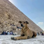 بعد إثارتها للجدل.. تحرّك حكومي في مصر لحل أزمة الكلاب الضالة