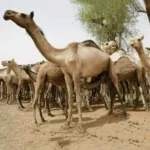 إطلاق رصاص في إسطبلات الهجن.. سقوط أخطر عصابة تهريب مخدرات في الكويت