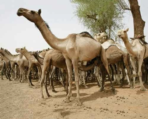 إطلاق رصاص في إسطبلات الهجن.. سقوط أخطر عصابة تهريب مخدرات في الكويت