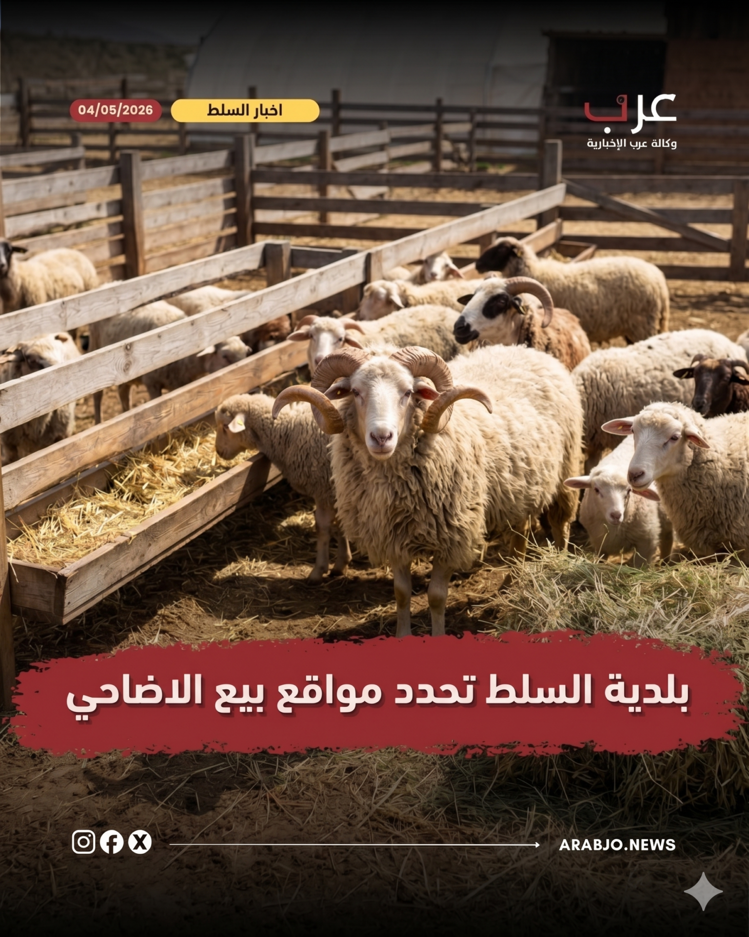 بلدية السلط تعتمد موقعين لبيع الأضاحي وتحذر من الحظائر العشوائية