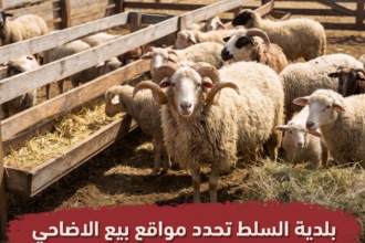 بلدية السلط تعتمد موقعين لبيع الأضاحي وتحذر من الحظائر العشوائية