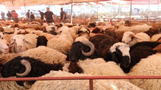 400 حظيرة لبيع الأضاحي في 24 موقعًا بعمان