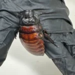 مزرعة سرية و100 ألف صرصور عملاق.. قضية غريبة تهز أستراليا