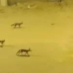 فيديو يثير الجدل في مصر.. ظهور مجموعات من الثعالب داخل منطقة سكنية