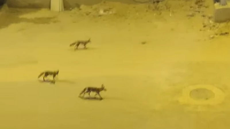 فيديو يثير الجدل في مصر.. ظهور مجموعات من الثعالب داخل منطقة سكنية