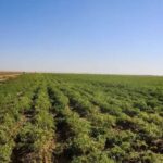 زراعة المفرق تدعو المزارعين لأخذ الحيطة والحذر خلال موجة الحر الحالية