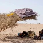 الطيور تلوذ بالظلال.. بورتسودان بلا كهرباء في الـ50 درجة وليالٍ بلا نوم تحت تهديد الحرائق