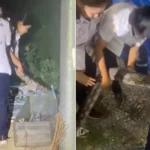 ثعبان عملاق بطول 15 قدمًا يقتحم حديقة منزل في تايلند