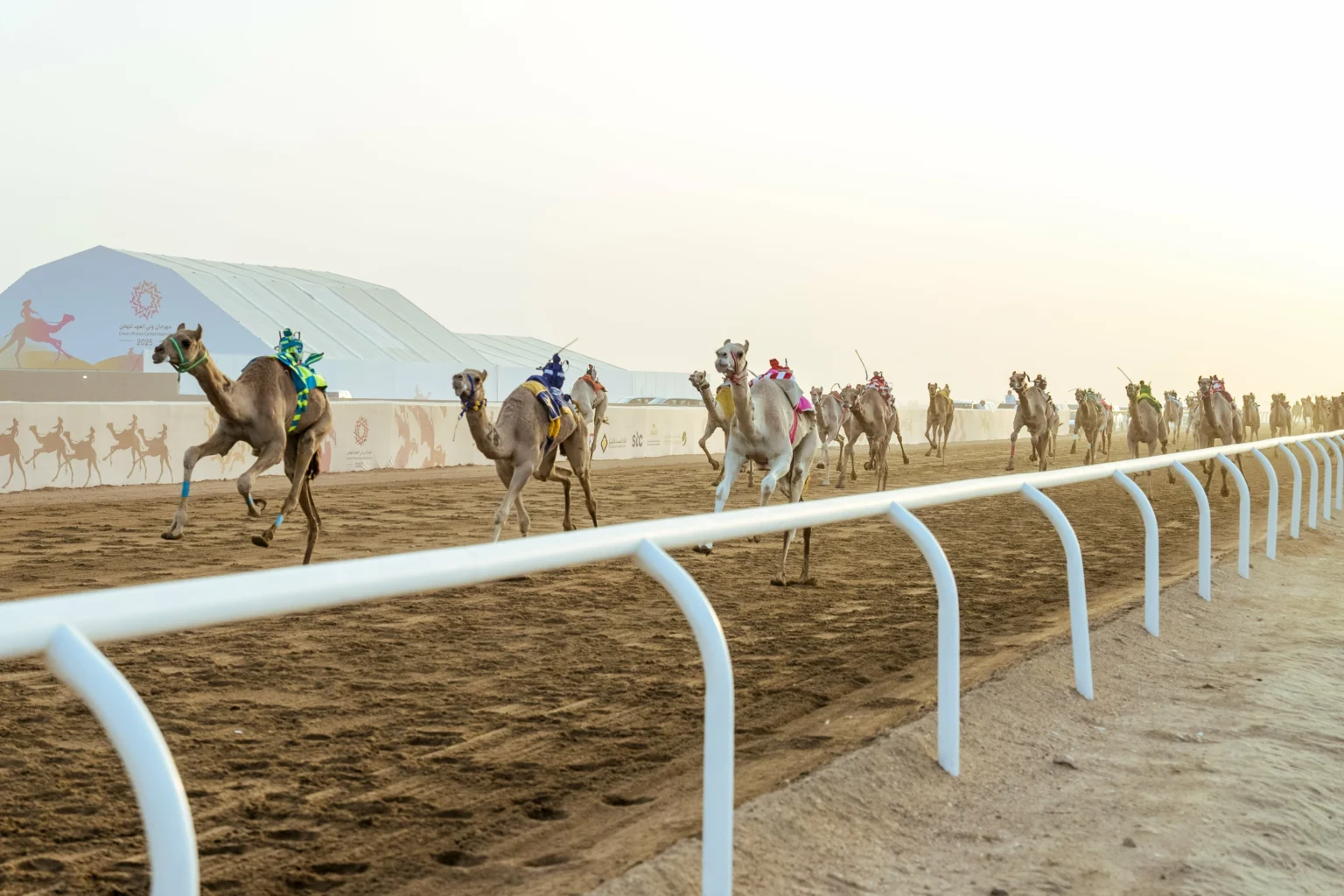50 مليون ريال جوائز مهرجان ولي العهد للهجن 2026