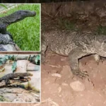 مطاردة غير مسبوقة في إيطاليا.. أين اختفى «التنين البابوازي»؟