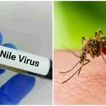 منظمة الصحة العالمية تدعو للحذر بعد تجاوز إصابات غرب النيل 240 حالة